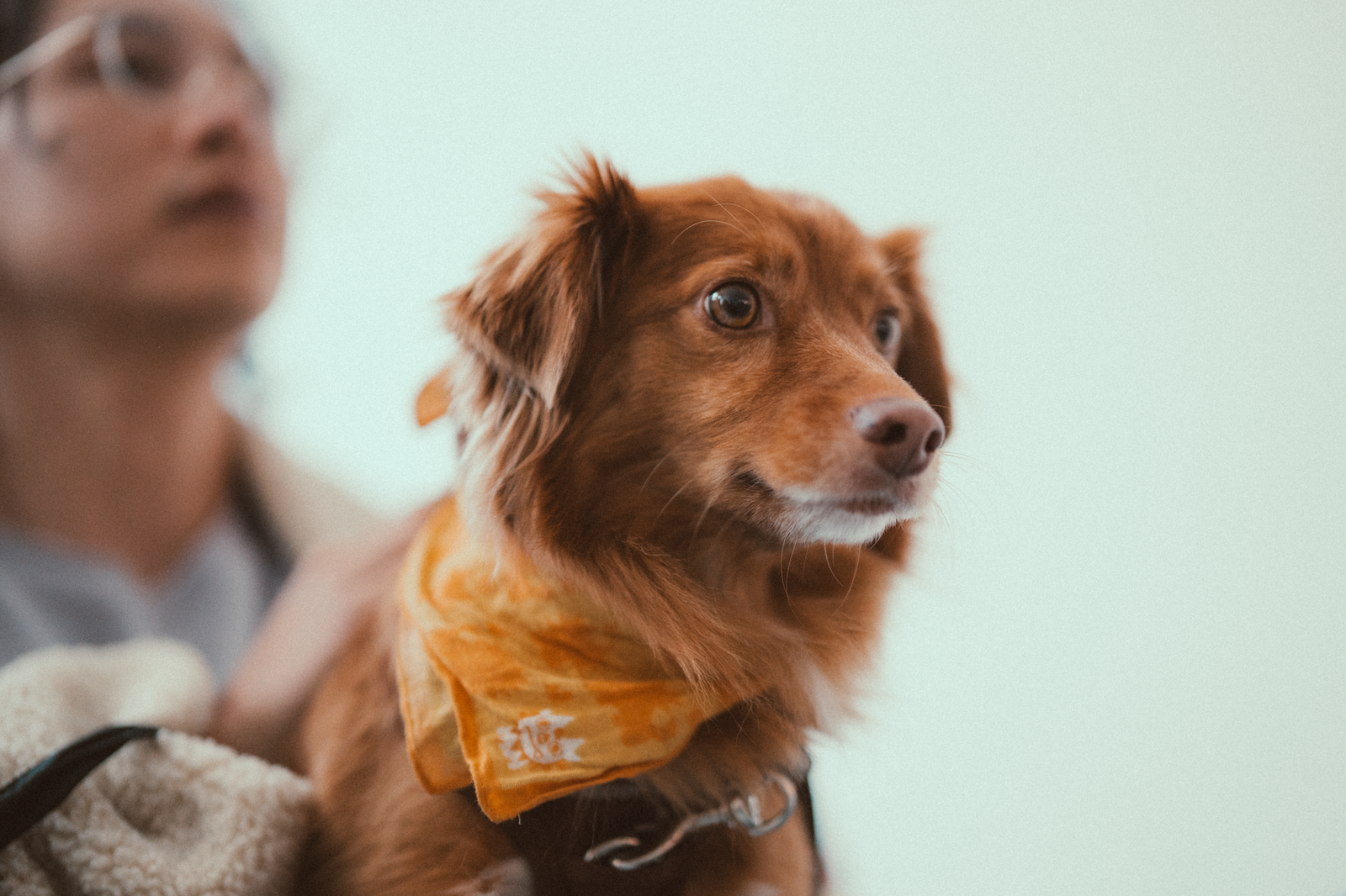 How to Launch a Pet Care Product Line: A Chemist's Guide